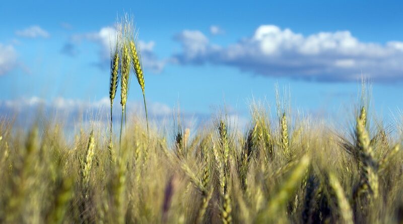 La escasez de lluvias impacta en el cultivo de trigo, aunque se prevé un aumento de las precipitaciones en primavera