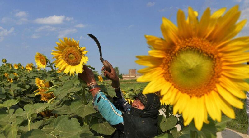 Las precipitaciones recientes facilitan la continuación de la siembra de girasol y maíz en Santa Fe