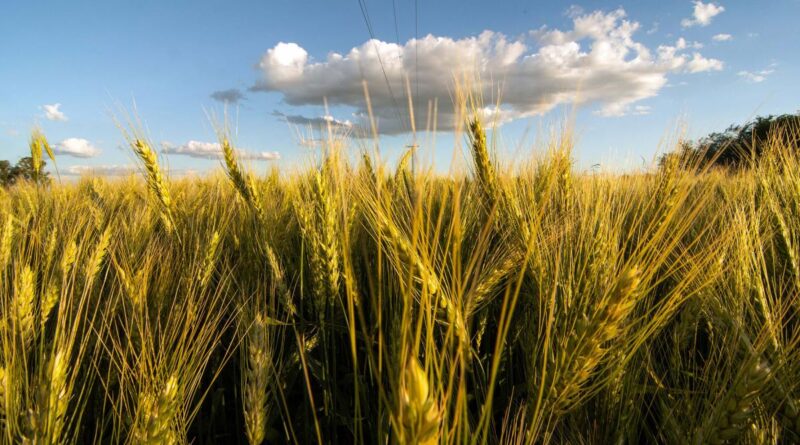 Argentina y China llegan a un acuerdo para exportar trigo, lana y productos bovinos