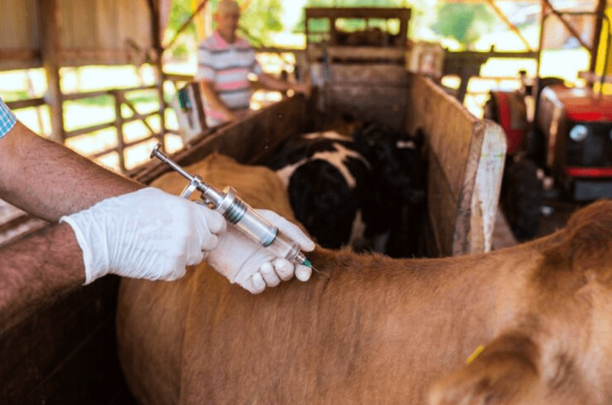 Misiones vacunó más de 34.500 cabezas de ganado y sostiene su estatus sanitario libre de fiebre aftosa Misiones vacunó más de 34.500 cabezas de ganado y sostiene su estatus sanitario libre de fiebre aftosa