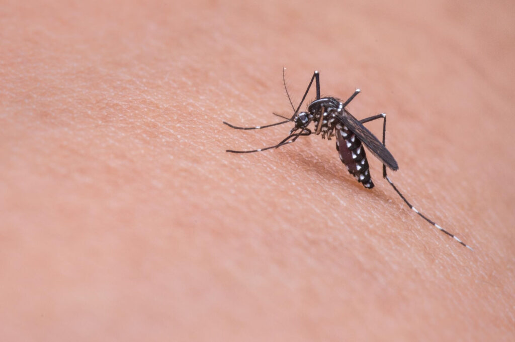 Escobar refuerza la prevención del dengue con vacunación gratuita y operativos territoriales Escobar refuerza la prevención del dengue con vacunación gratuita y operativos territoriales
